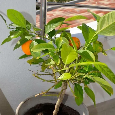 Geiger * Premantura